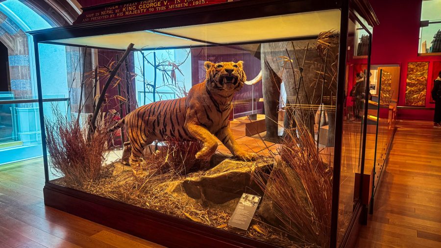 Tiger display at Royal Albert Memorial Museum (RAMM), Exeter