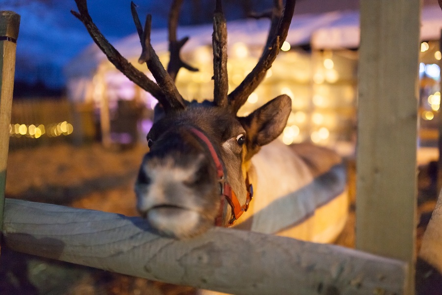 Reindeer at Hatton Country World