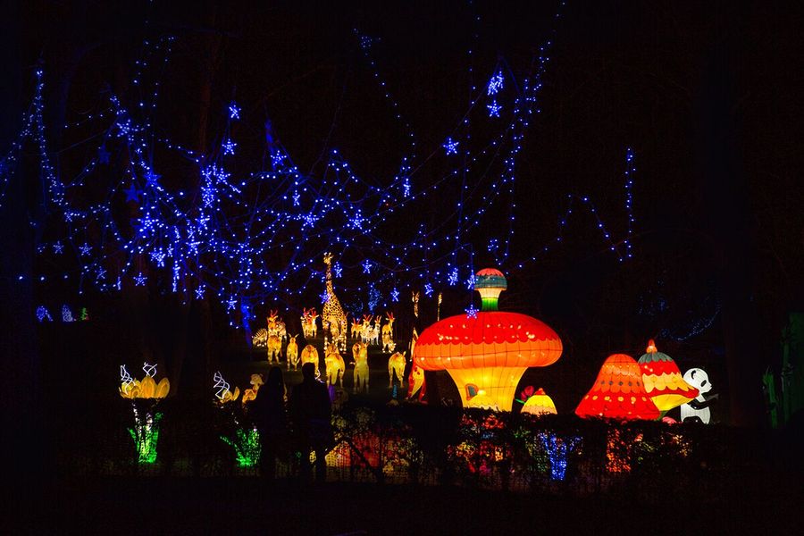 Light Trail at Botanical Gardens