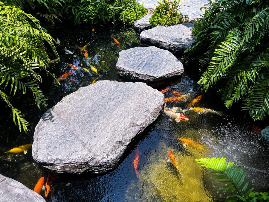 Discovering a peaceful moment by the fish pond at Raga Coffee in Phuket, a hidden gem in our 2-week Thailand itinerary.