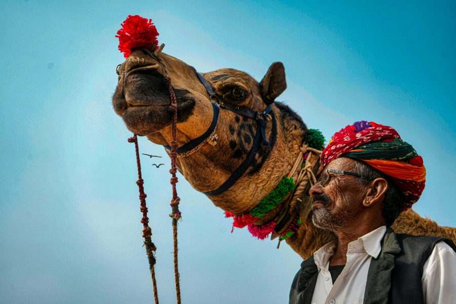 A man with his camel at the Pushkar Festival