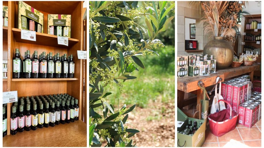 Puglia Food Tour of olive groves
