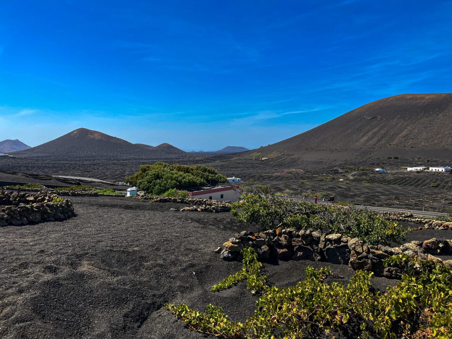 A wineryis is one of things to do in Lanzarote