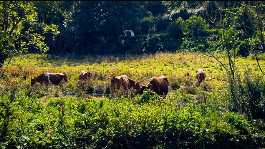 Guernsey cows