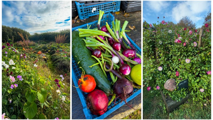 Stocks Hotel Permaculture Garden