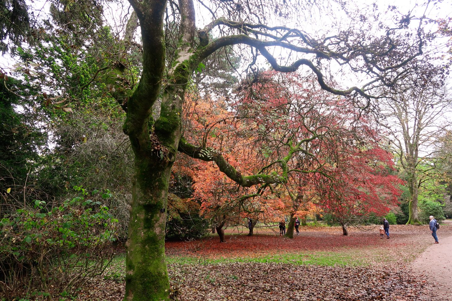 A peaceful landscape view of the ancient trees and wide green spaces at Westonbirt Arboretum in the Cotswolds.