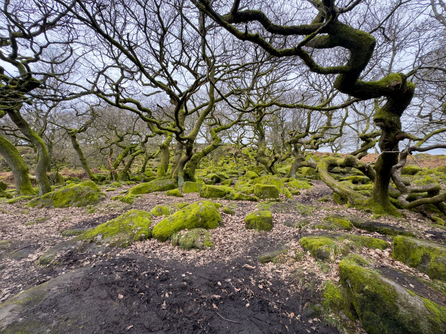 Padley Gorge woodland covered in moss