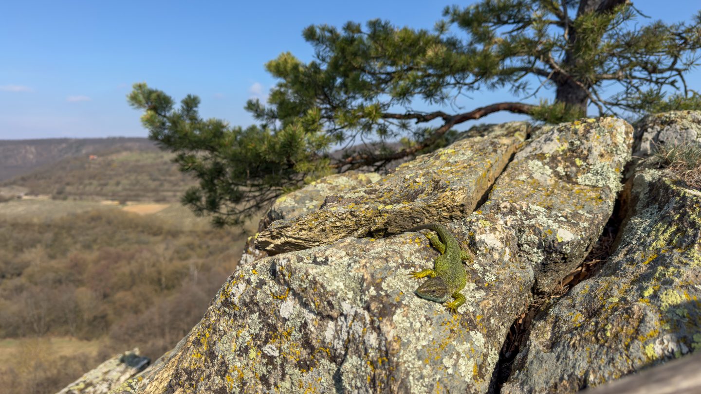 A lizard on a rock in Podyji National Park