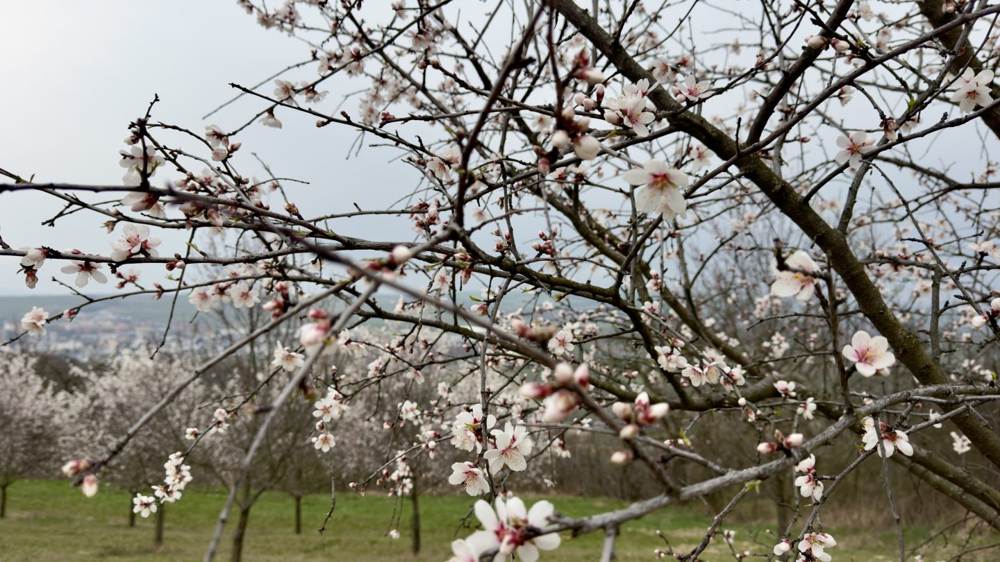 Almond Blossoms in the orchards
