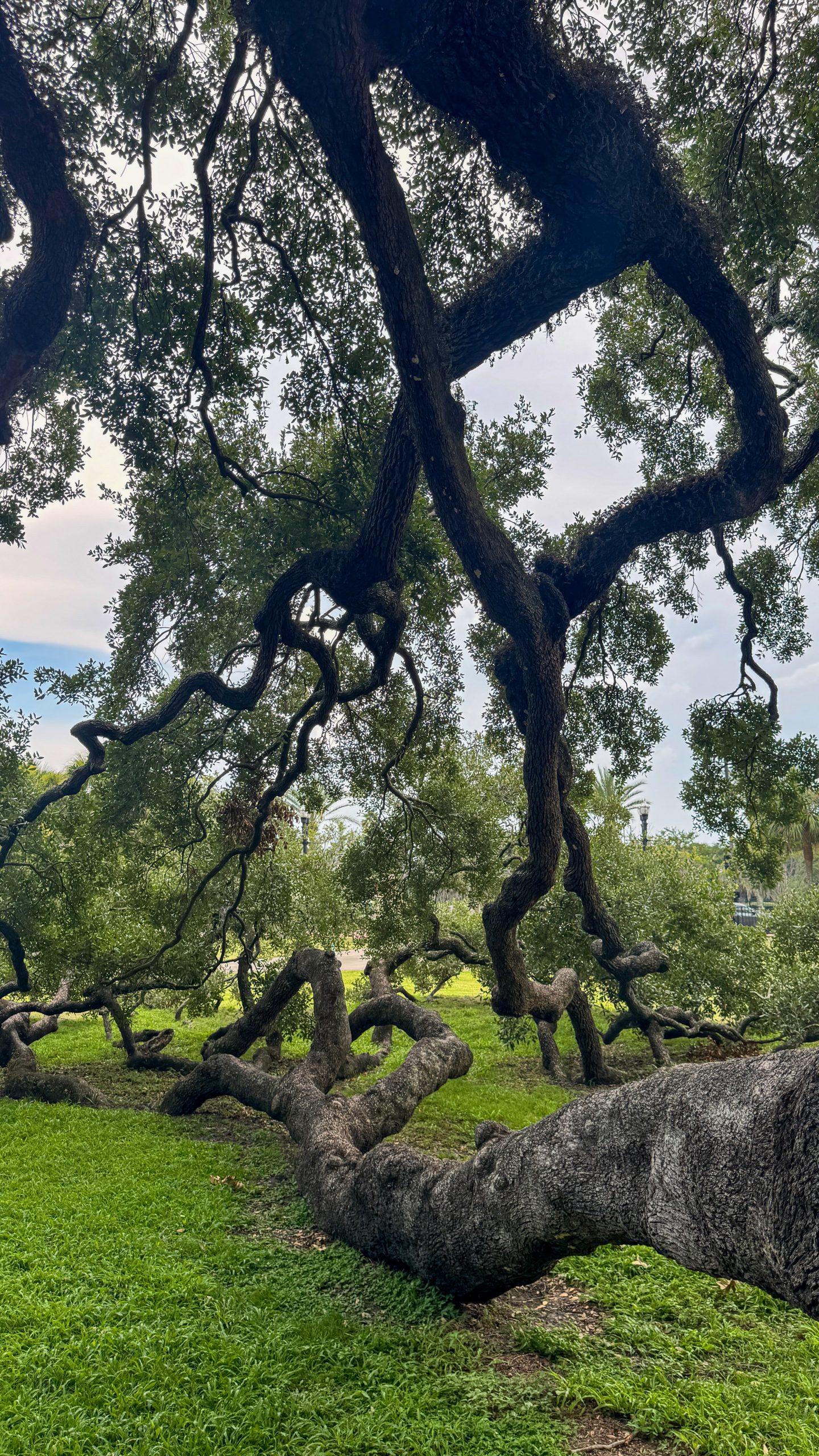 Treaty Oak branchea at Jesse DuPoint Park in Jacksonville
