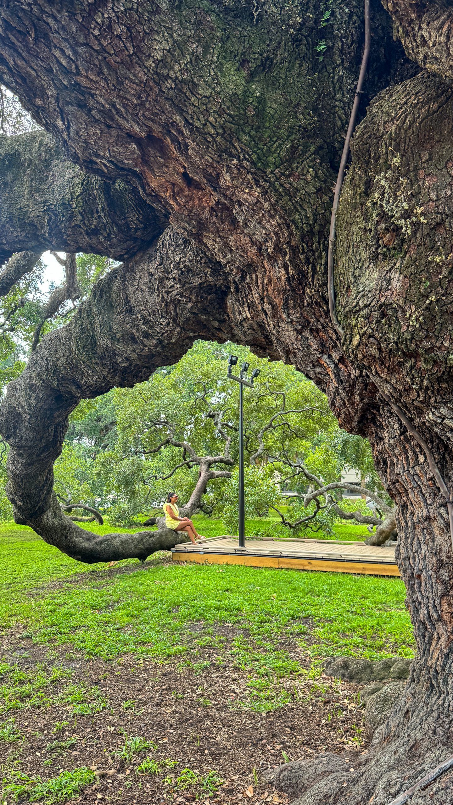 A 250 year old tree in Jacksonville